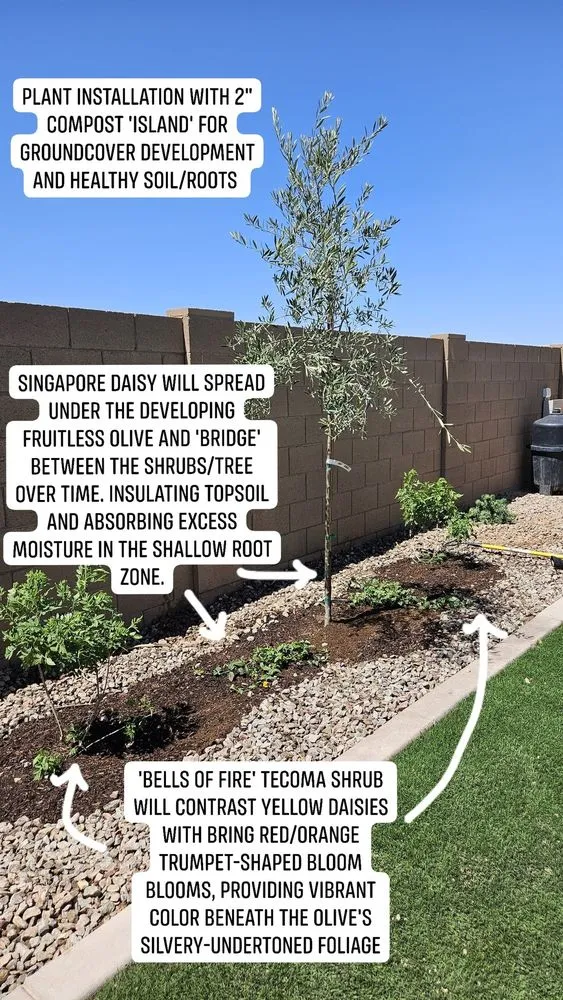 Local landscaping services experts serving Maricopa, AZ - Garden Social