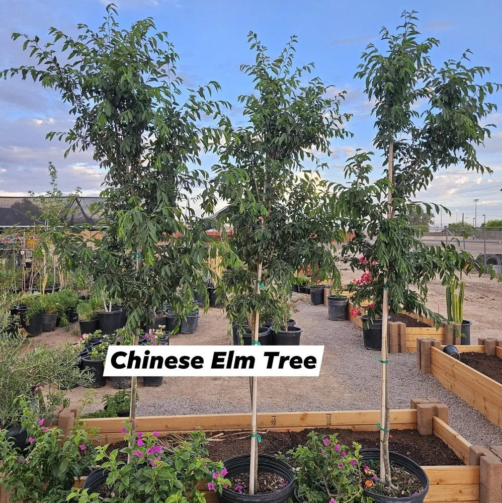 Custom landscape design in Maricopa, AZ by Garden Social