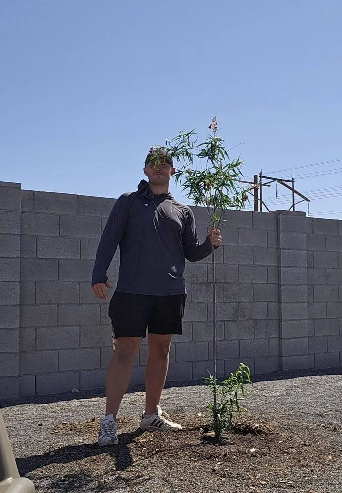 Reliable lawn care service for year-round maintenance in Maricopa, AZ by Garden Social