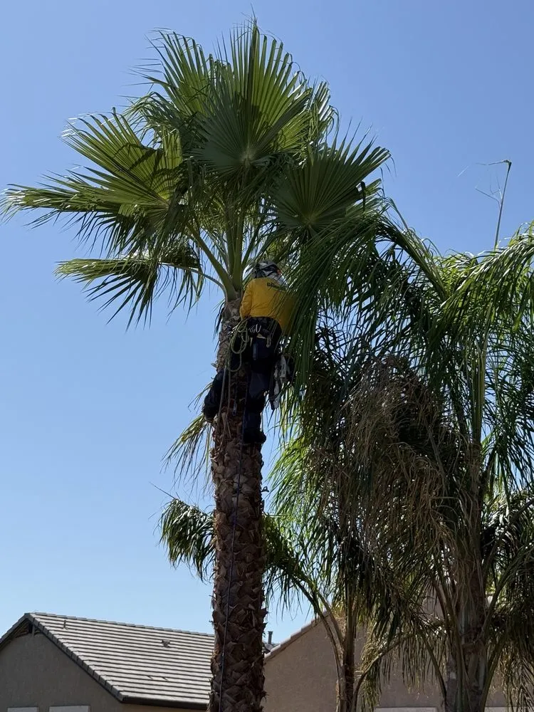 Top-rated yard maintenance in Maricopa, AZ - Garden Social