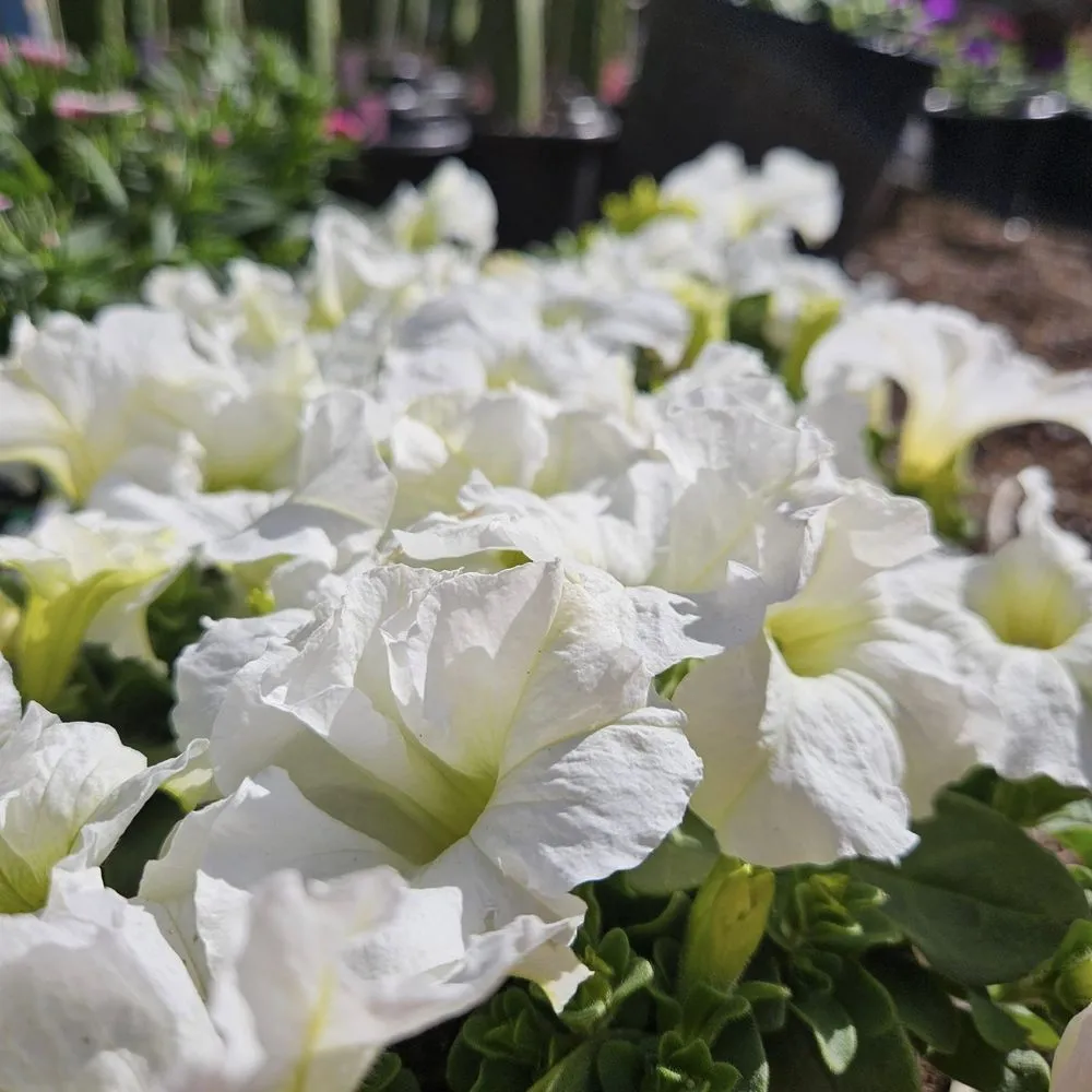 Reliable landscape installation near you across Maricopa, AZ - Garden Social