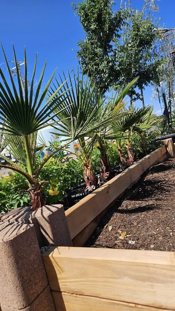 Reliable landscaping services for outdoor upgrades across Maricopa, AZ - Garden Social