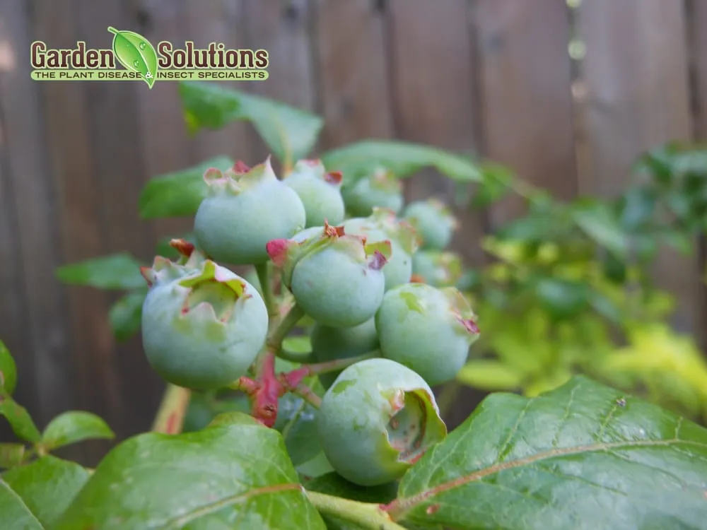 Local lawn mowing service for homes across Lake Oswego, OR - Garden Solutions