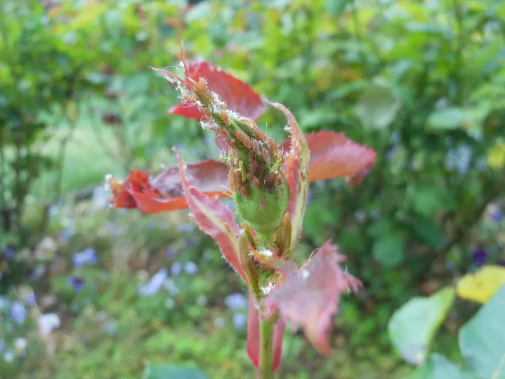 Professional yard maintenance experts serving Lake Oswego, OR - Garden Solutions