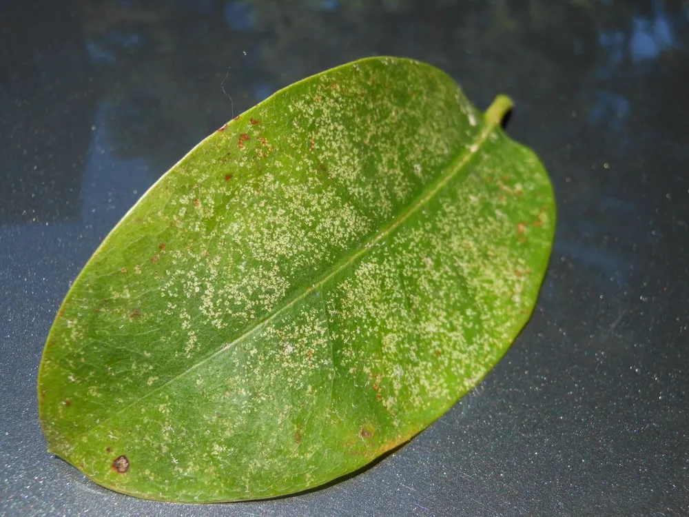 Professional landscaping services for residential properties in Lake Oswego, OR by Garden Solutions