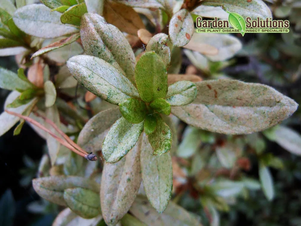 Top-rated lawn mowing service experts serving Lake Oswego, OR - Garden Solutions