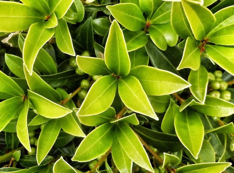 Trusted yard cleanup service in Lake Oswego, OR - Garden Solutions