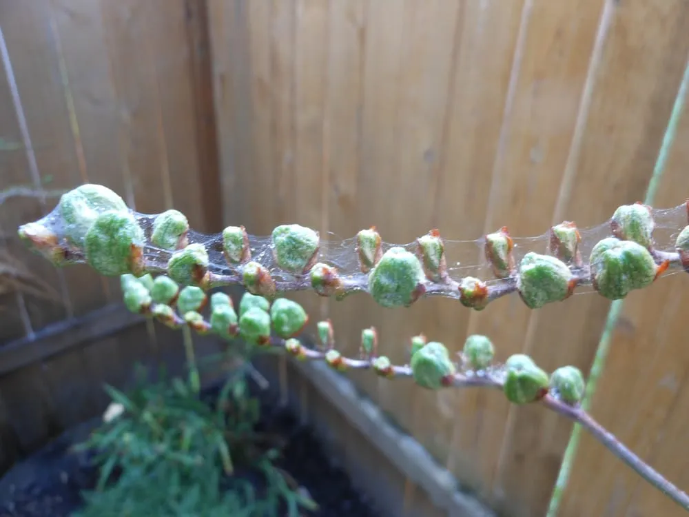 Custom outdoor landscaping for outdoor upgrades in Lake Oswego, OR by Garden Solutions