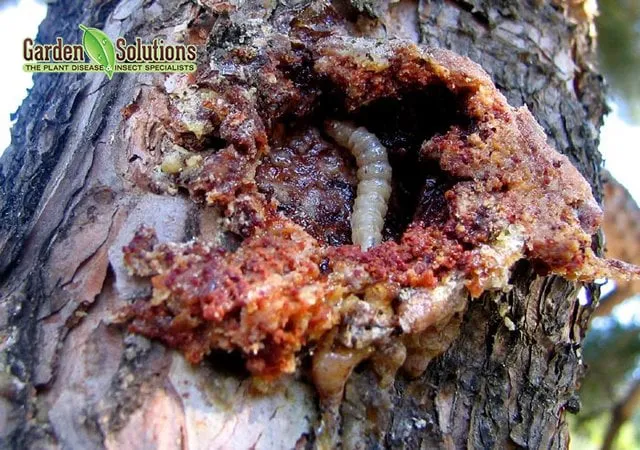 Trusted lawn care service for beautiful yards in Lake Oswego, OR by Garden Solutions