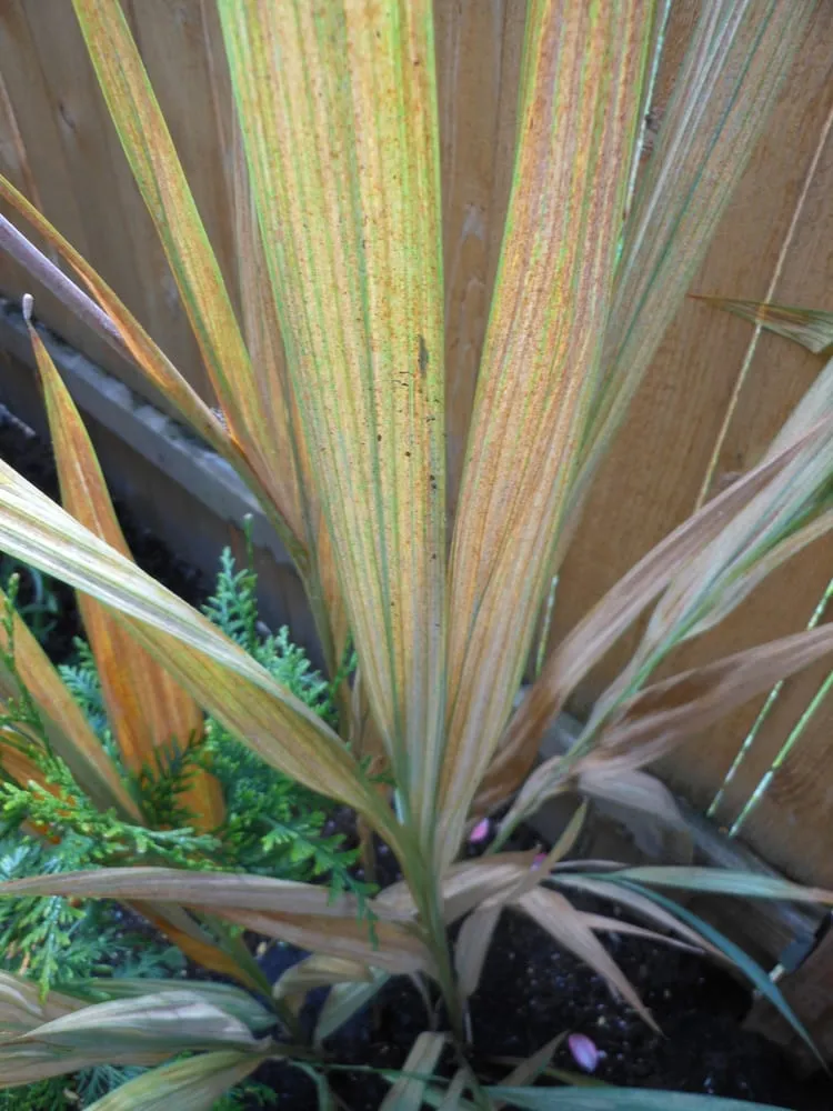 Expert residential landscaping with custom design across Lake Oswego, OR - Garden Solutions