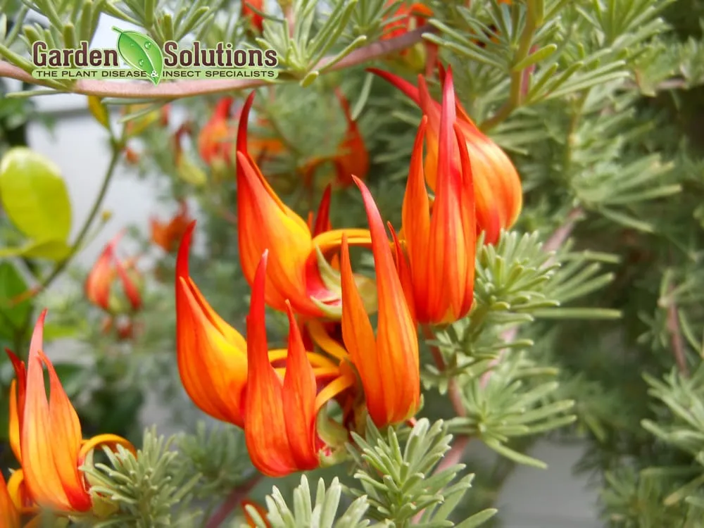 Trusted landscape installation near you in Lake Oswego, OR by Garden Solutions