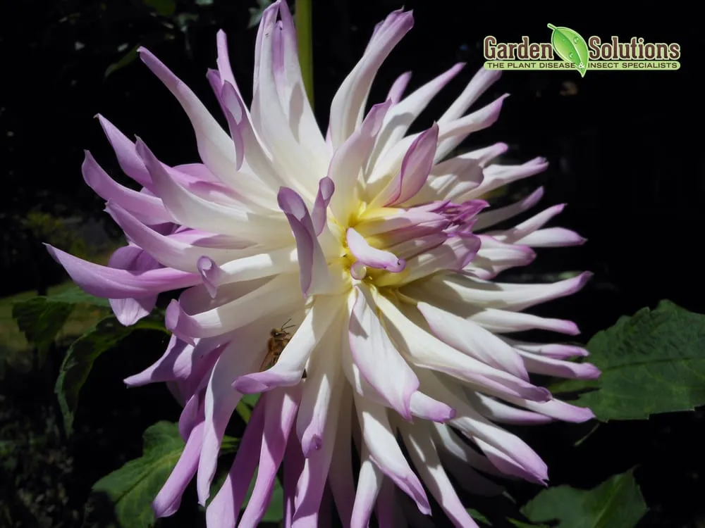 Professional lawn mowing service in Lake Oswego, OR by Garden Solutions