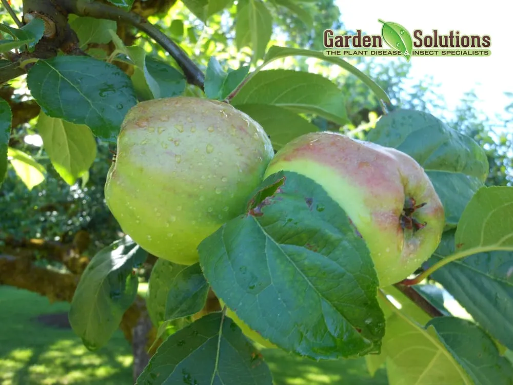 Custom yard cleanup service for year-round maintenance across Lake Oswego, OR - Garden Solutions