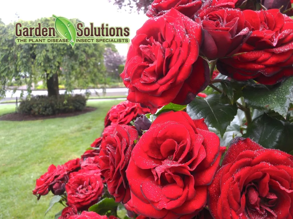 Custom landscape installation for beautiful yards across Lake Oswego, OR - Garden Solutions