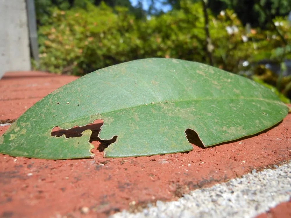 Professional landscaping services in Lake Oswego, OR - Garden Solutions