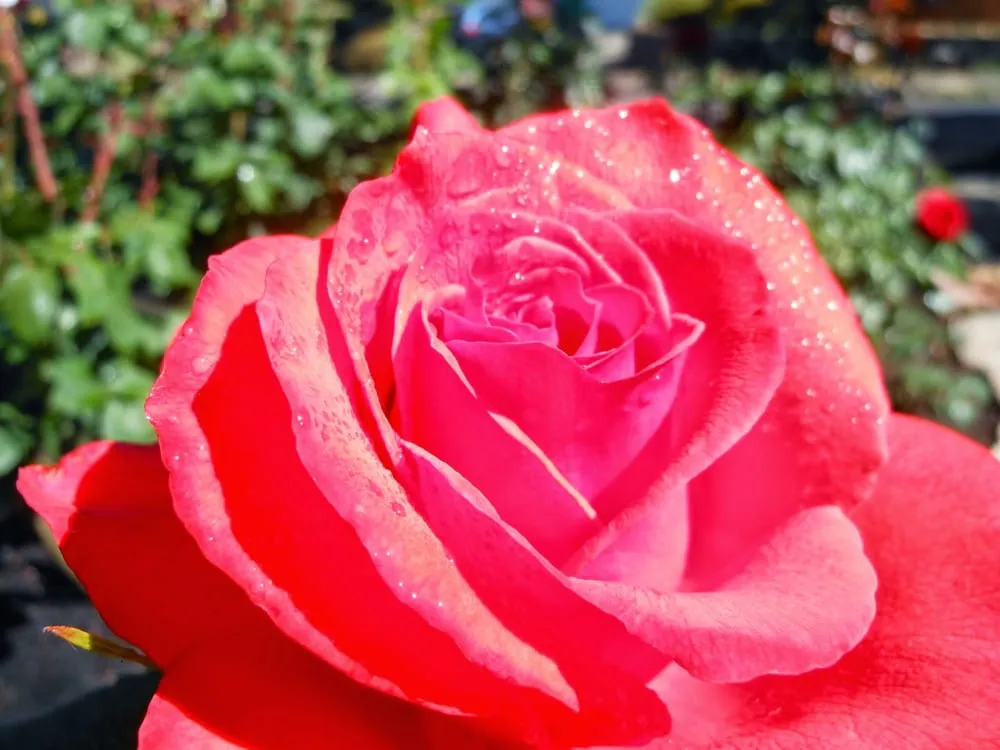 Reliable landscape installation in Lake Oswego, OR - Garden Solutions