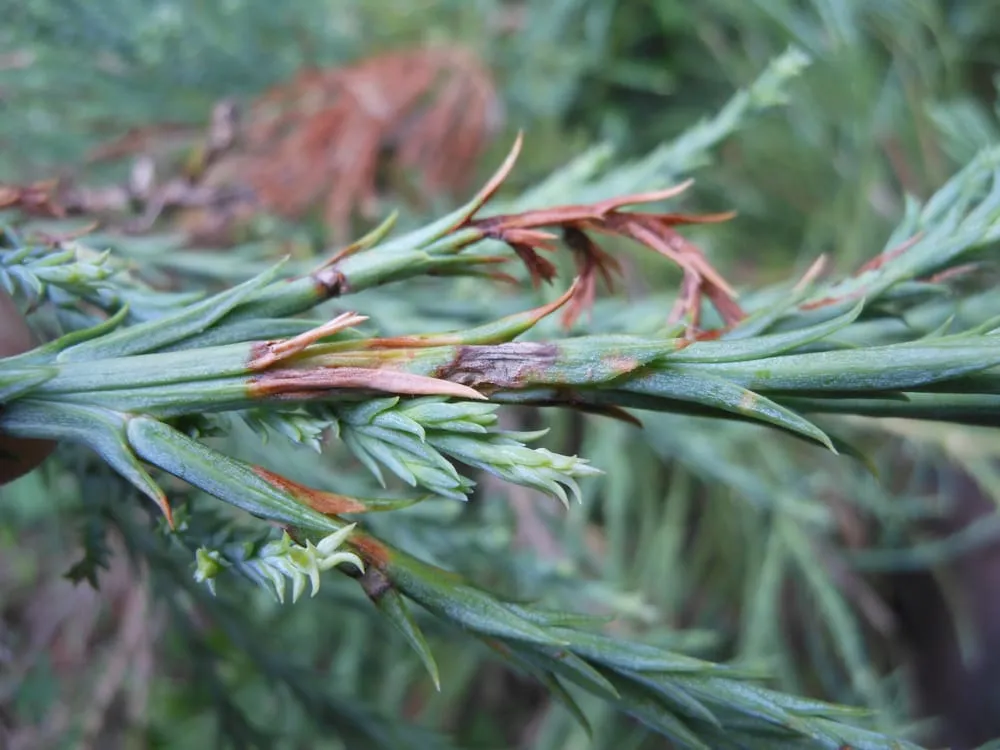 Trusted yard maintenance for homes in Lake Oswego, OR by Garden Solutions