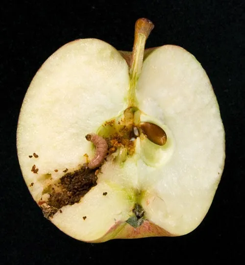 Reliable outdoor landscaping experts serving Lake Oswego, OR - Garden Solutions