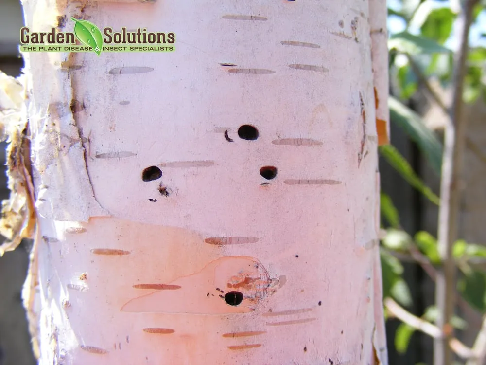 Affordable outdoor landscaping for homes in Lake Oswego, OR by Garden Solutions