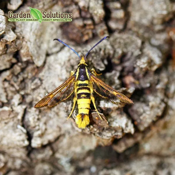 Affordable yard cleanup service for outdoor upgrades across Lake Oswego, OR - Garden Solutions