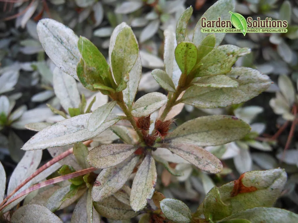 Custom landscape installation experts serving Lake Oswego, OR - Garden Solutions