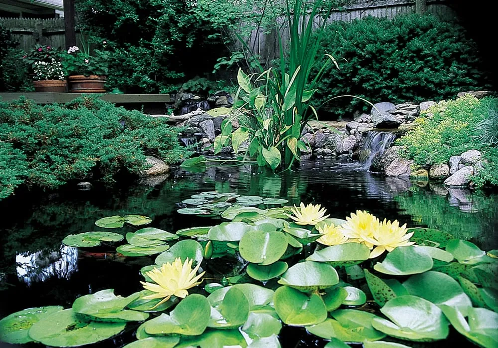 Professional yard maintenance experts serving Warwick, NY - Garden State Koi Pond & Waterfall Design Center