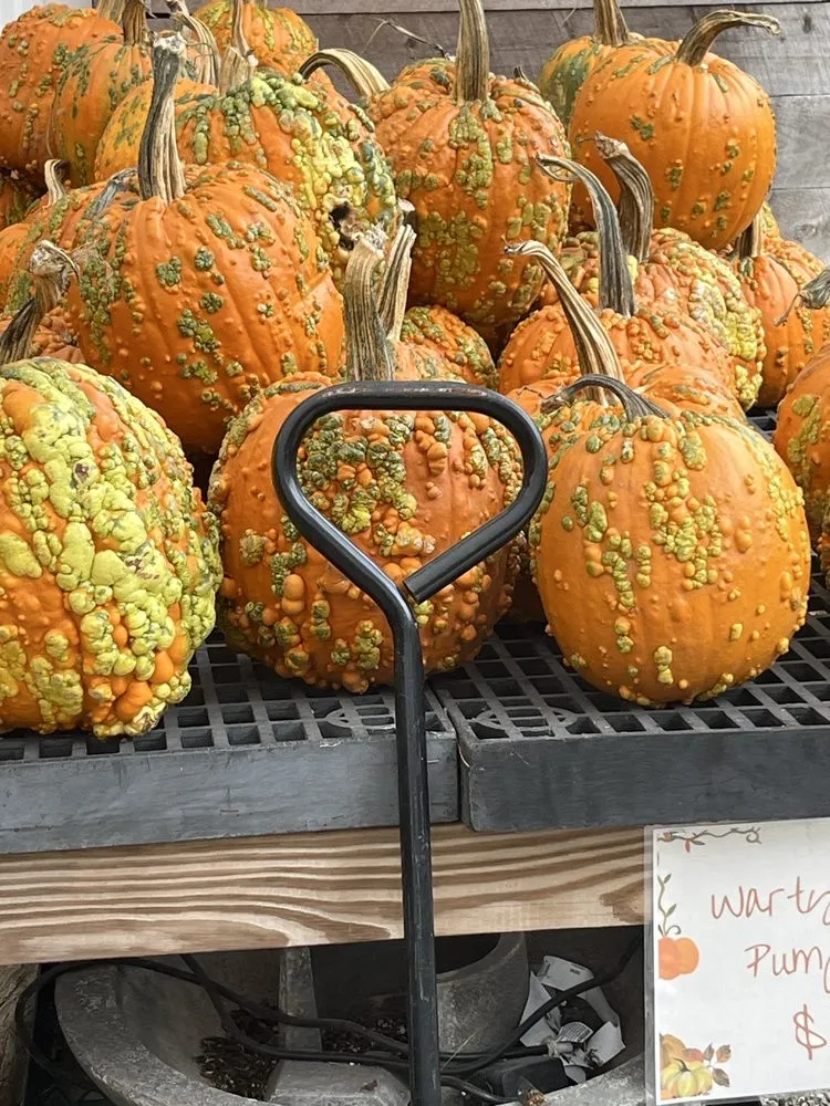 Top-rated landscaping services for beautiful yards in Cary, NC by Garden Supply Company