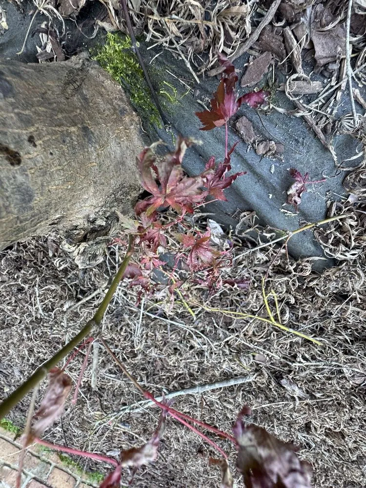 Reliable garden landscaping in Cary, NC - Garden Supply Company