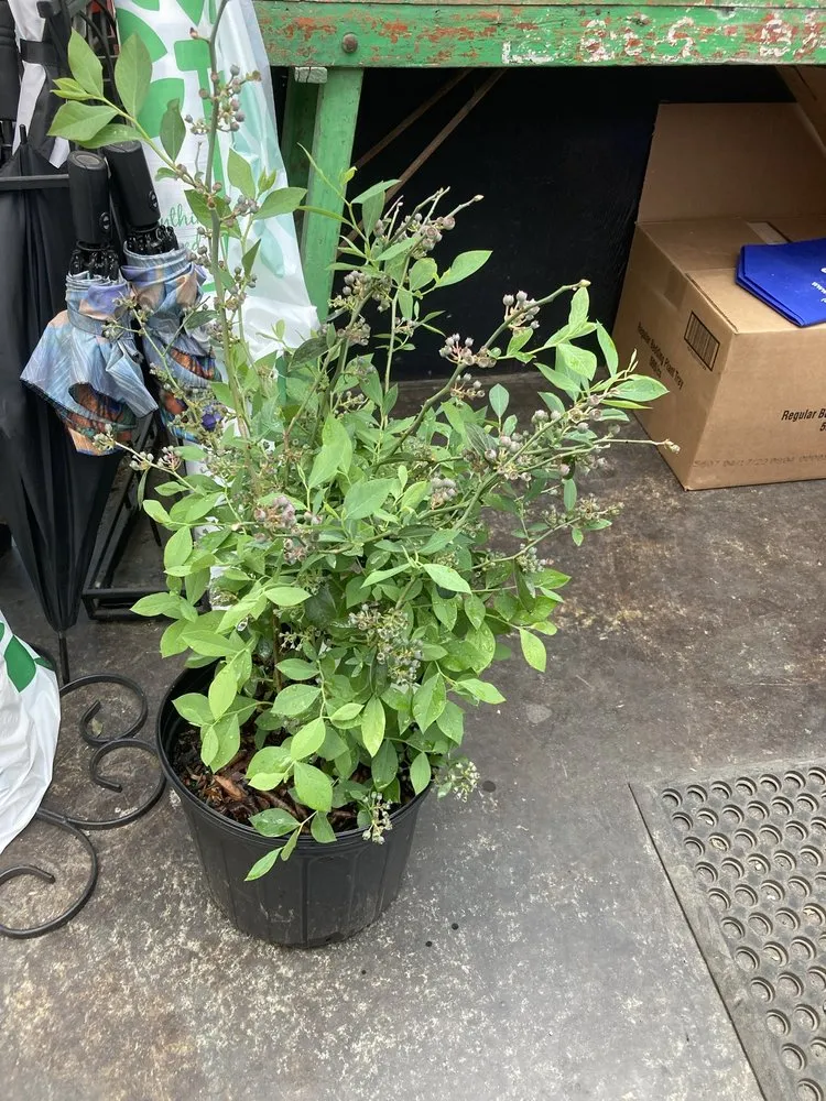 Professional yard maintenance experts serving Cary, NC - Garden Supply Company