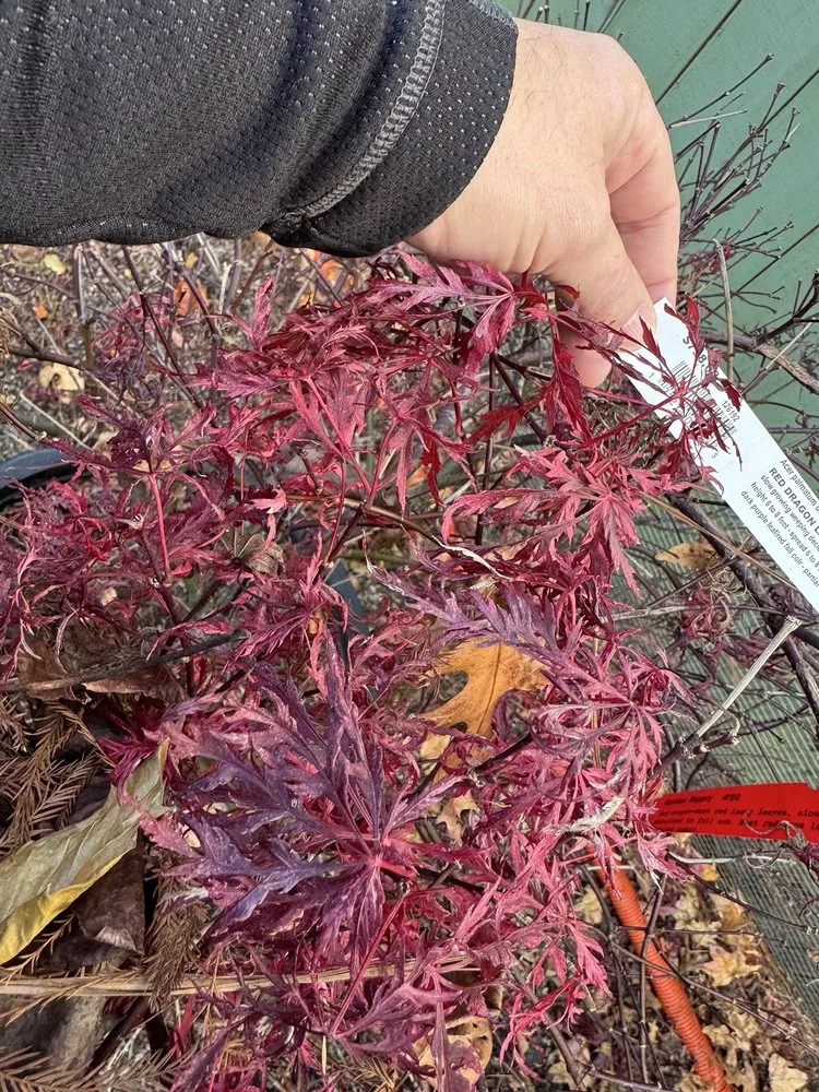 Professional lawn mowing service with custom design in Cary, NC by Garden Supply Company