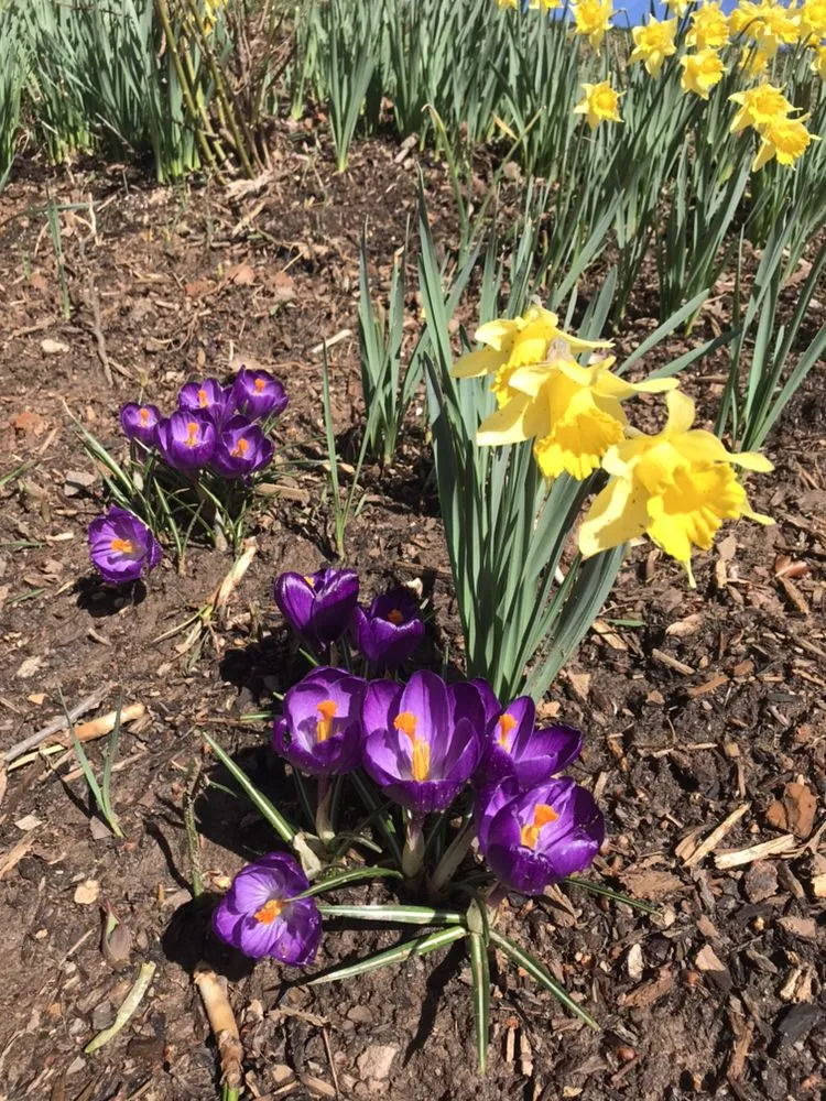 Expert lawn care service experts serving Swannanoa, NC - Garden Thyme Landscaping