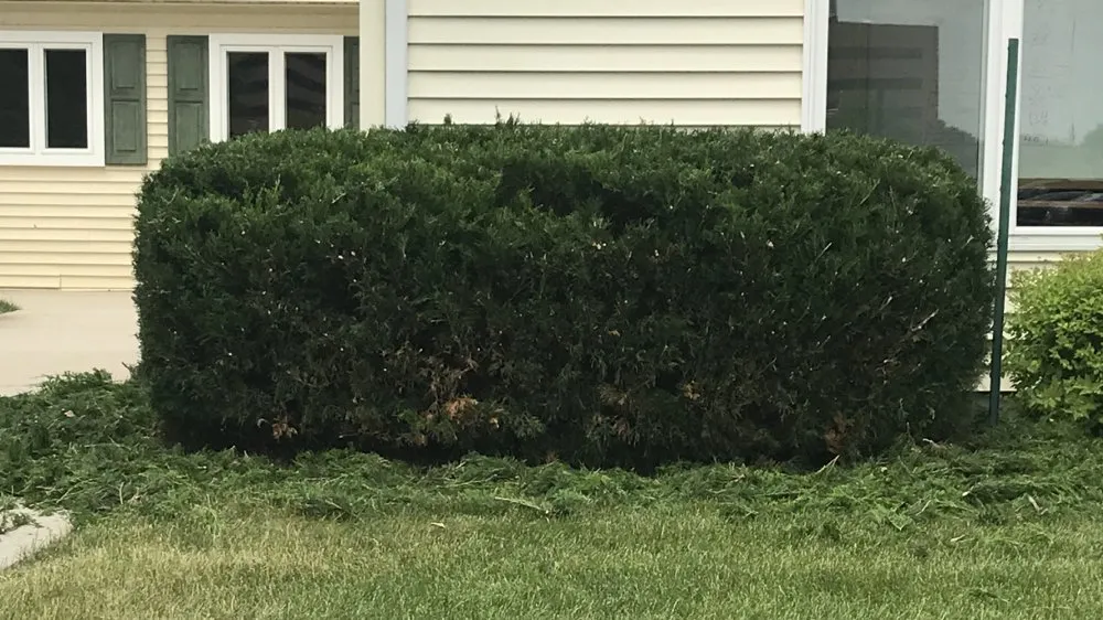 Professional yard cleanup service in Swannanoa, NC by Garden Thyme Landscaping