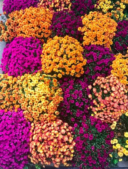 Custom yard maintenance in New York, NY - Garden Thyme NYC