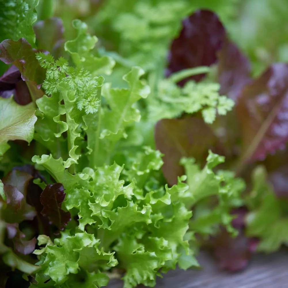 Expert outdoor landscaping experts serving New York, NY - Garden Thyme NYC