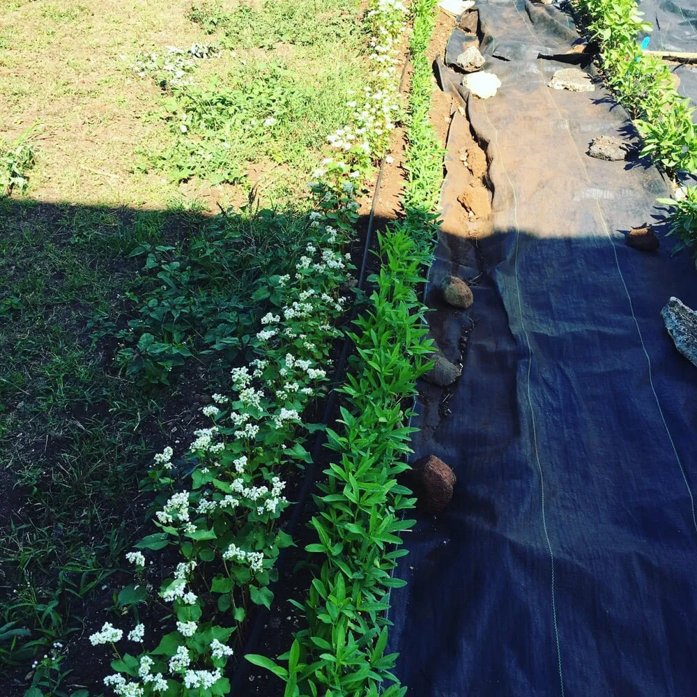 Professional residential landscaping for outdoor upgrades in Honolulu, HI by Garden To Gardens