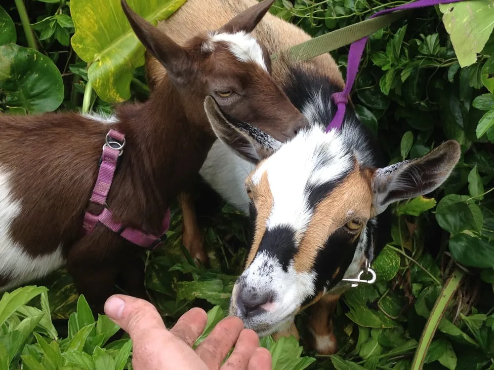 Custom yard cleanup service near you in Honolulu, HI by Garden To Gardens