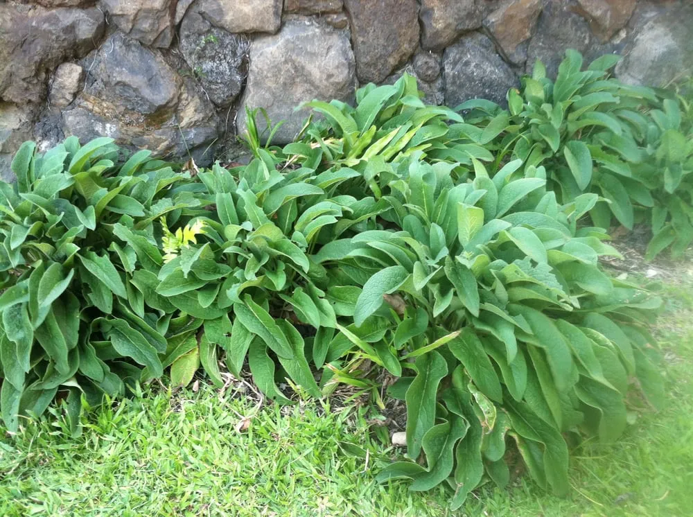 Trusted outdoor landscaping with custom design in Honolulu, HI by Garden To Gardens