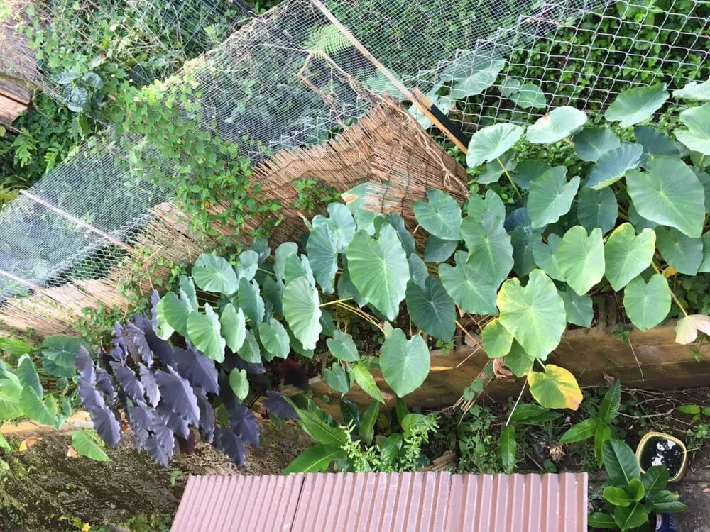 Top-rated lawn care service in Honolulu, HI by Garden To Gardens