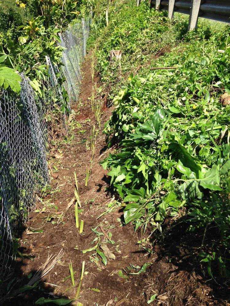 Local yard cleanup service experts serving Honolulu, HI - Garden To Gardens