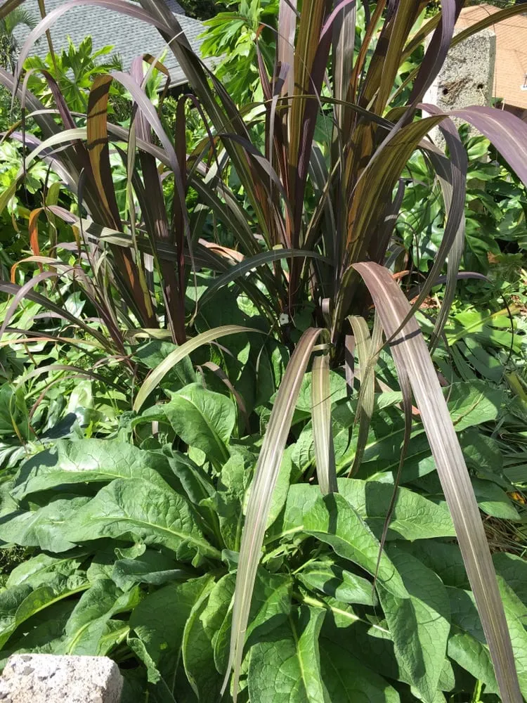 Trusted landscape design experts serving Honolulu, HI - Garden To Gardens