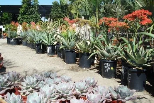 Top-rated landscaping services for outdoor upgrades in Irwindale, CA by Garden View Nursery