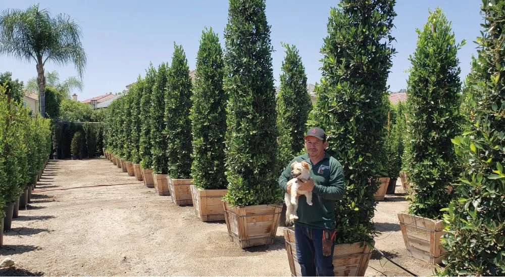 Expert residential landscaping in Irwindale, CA by Garden View Nursery