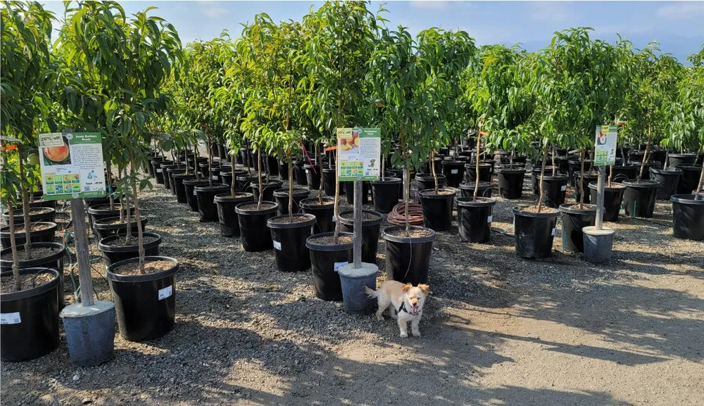 Professional landscape installation in Irwindale, CA - Garden View Nursery