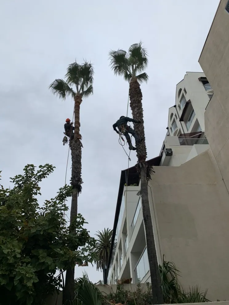 Reliable landscaping services in Beverly Hills, CA by Garden Works Landscape