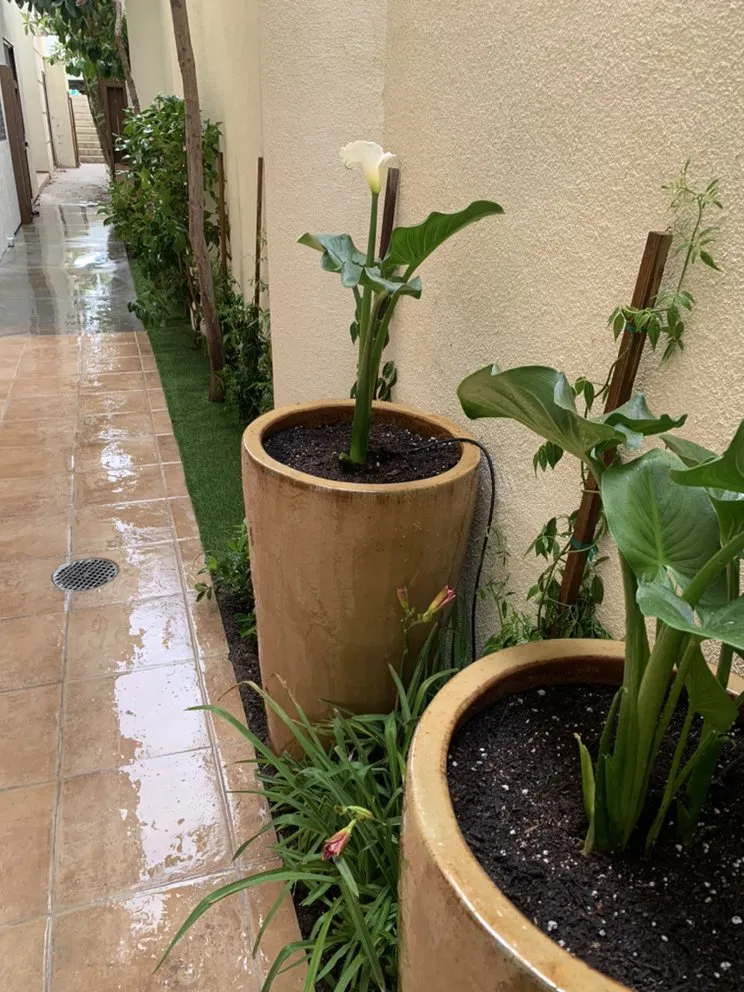 Trusted outdoor landscaping for residential properties in Manhattan Beach, CA by Garden Works Landscaping & Maintenance