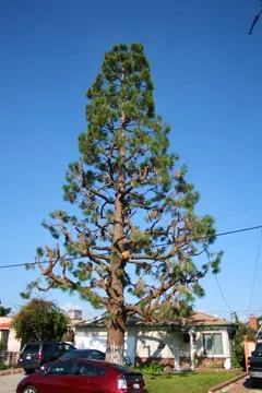 Affordable residential landscaping experts serving Santa Monica, CA - Garden Works Landscaping