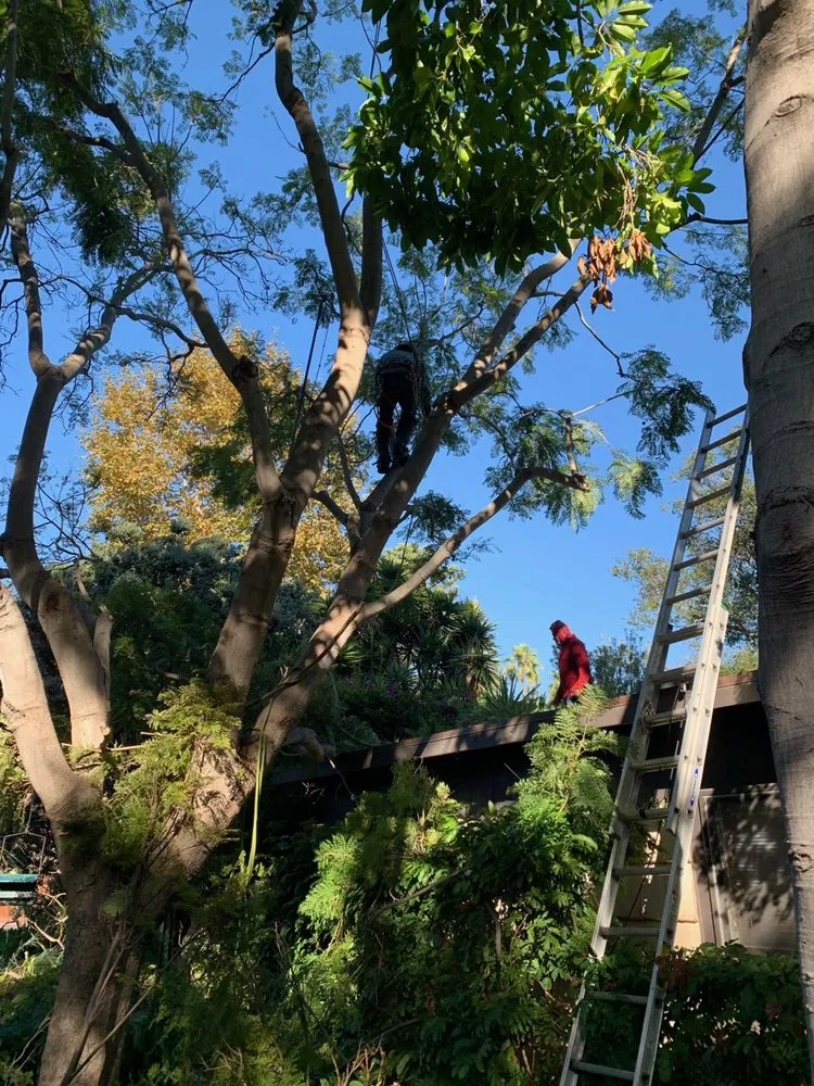 Local lawn mowing service for residential properties across Culver City, CA - Garden Works Tree Trimming