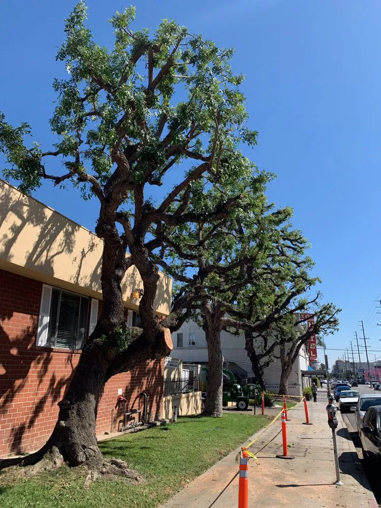 Custom landscape installation in Culver City, CA by Garden Works Tree Trimming