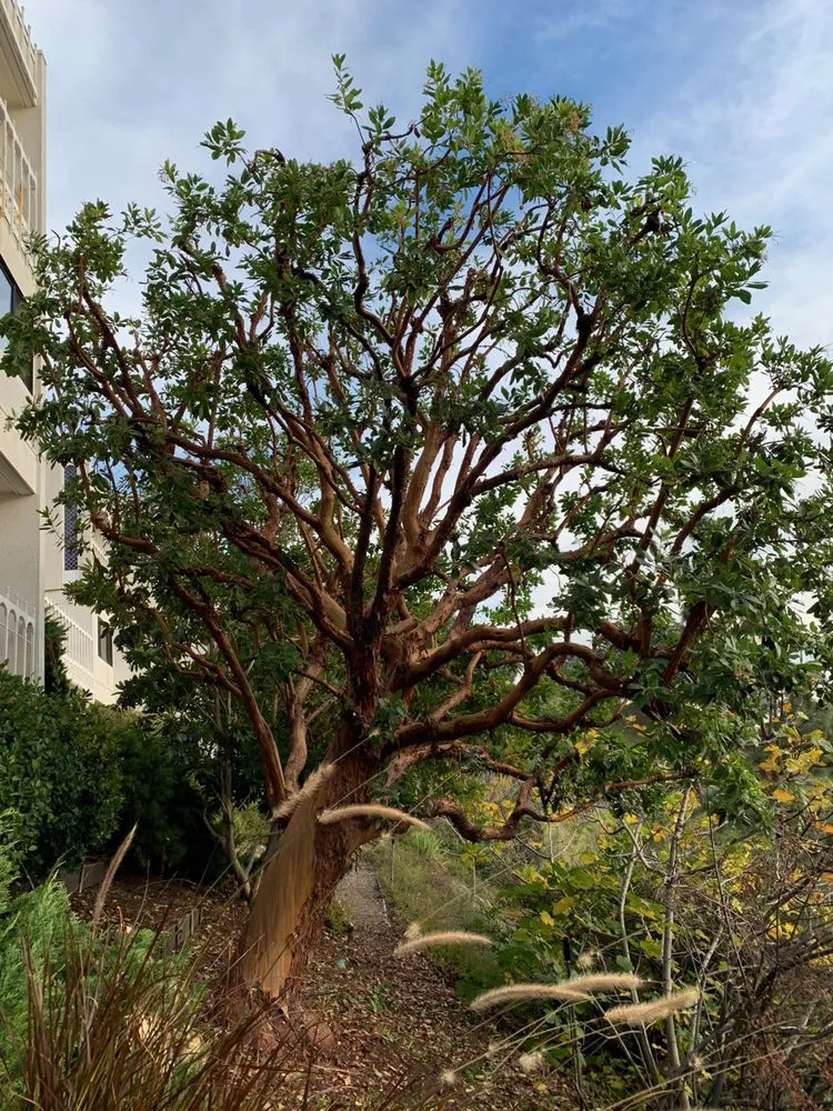 Top-rated residential landscaping in Culver City, CA by Garden Works Tree Trimming