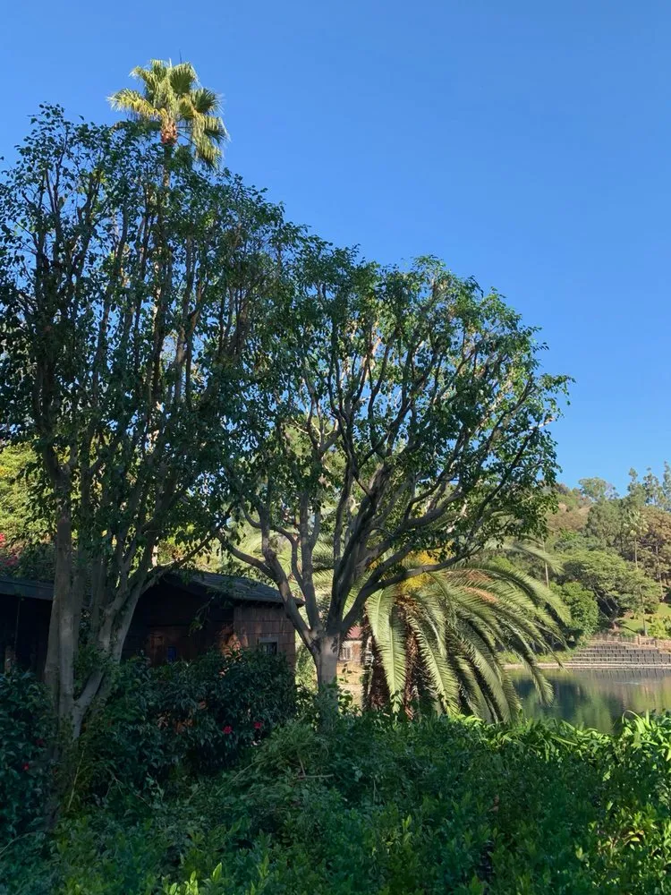 Custom lawn care service for year-round maintenance across Culver City, CA - Garden Works Tree Trimming